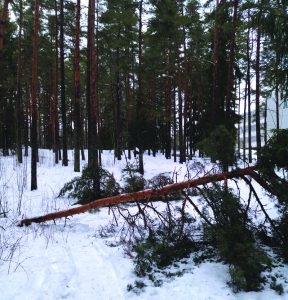 Puihin kertynyt lumitaakka on kaatanut puita pitkin Vuosaarta. Keskuspuiston reunalla Heteniityn urheilukentän lähellä viime viikonlopun lumimyräkän yhteydessä kaatui useampikin puu. Mutkalle taipuneita puita kannattaa varoa! Kuva: A.A.