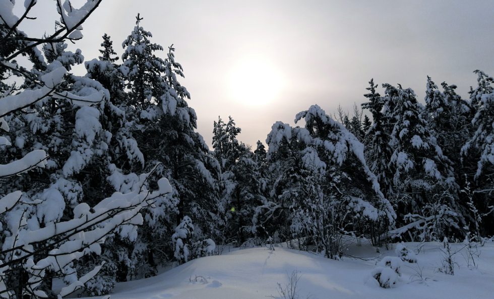 Maanantain 21.2. myräkän jälkeen metsässä oli satumainen tuntu. Komeat puut olivat saaneet valkoisen peitteen ja aurinko kruunasi kaiken. Pari kuusta oli kaatunut lenkkipolun varrelle, mutta se ei tahtia haitannut, ihanaa, että on metsäkeidas, josta saa voimaa. Ystävällisin terveisin Tuula Saastamoinen