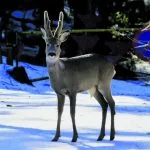 Kohtaaminen Uutelassa