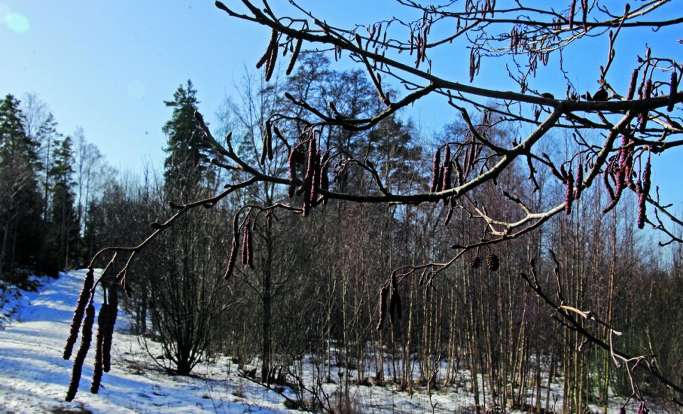 Tervaleppä 8-22