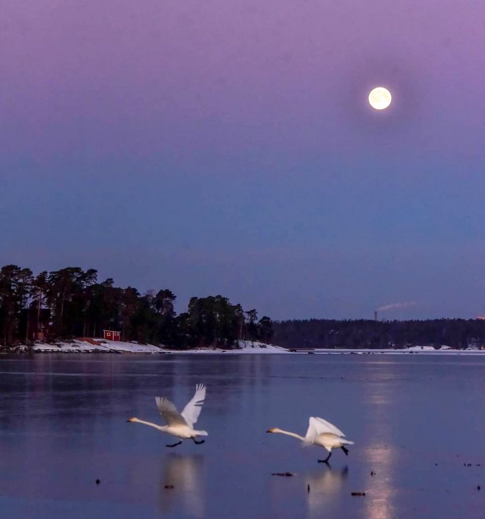 Kallahdenniemellä laulujoutsenet täysikuun valossa. Kuva: Ants Vahter