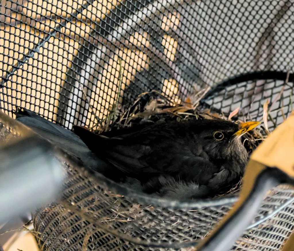 Vanhassa Vuosaaressa mustarastas on valinnut jälleen viimevuotisen pyöräkorin pesäpaikakseen. Kuva: Pertti Rekala