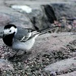 Västäräkistä vähäsen…