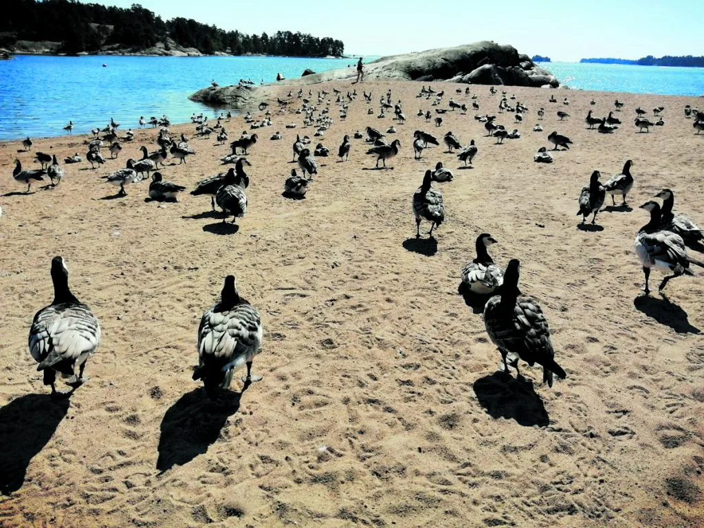 Valkoposkihanhia Aurinkolahden uimarannalla elokuussa 2020.