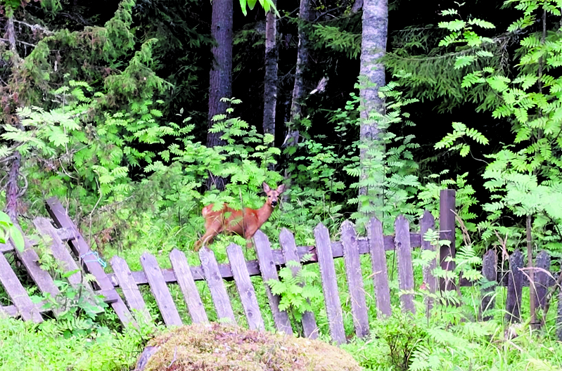 Uutelan metsissä voi nykyisin usein törmätä peuroihin ja kauriisiin.          Kuva: Paavo Narinen