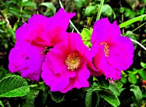 Kurttulehtiruusu (Rosa rugosa).