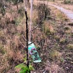 Eläimet tuhosivat Rakkauden Metsän puita – uusia taimia istutetaan syksyllä