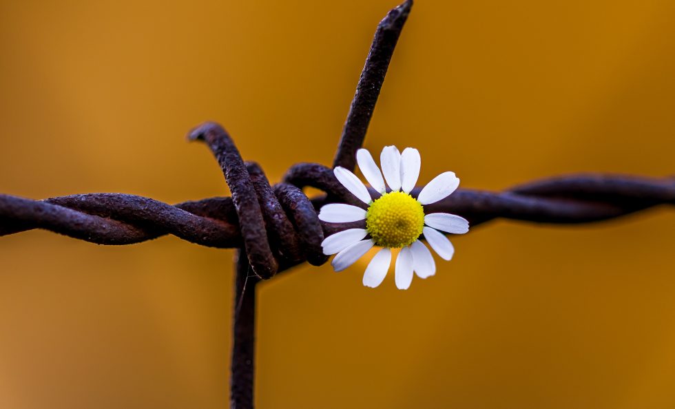 Daisy,Flower,On,The,Barbed,Wire.war,And,Peace,Concept.