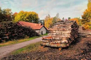 Nordsjön kartanon ja Vuosaaren liikuntapuiston viereisessä metsässä on viime aikoina tehty metsänhoitotöitä. Puustoa ja risukkoa on karsittu Helsingin seurakuntayhtymän toimesta, jolla on ollut pitkään varaus alueelle hautausmaata varten. Kuva kartanon entisen navettarakennuksen vierestä.