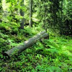Mielipiteitä kysytään metsienhoidosta