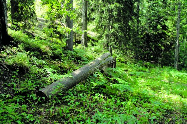 Uusissa linjauksissa painotetaan metsien luontaista vanhenemista ja luonnon monimuotoisuutta.                    Kuva: Aino Karilas / Sitowise Oy