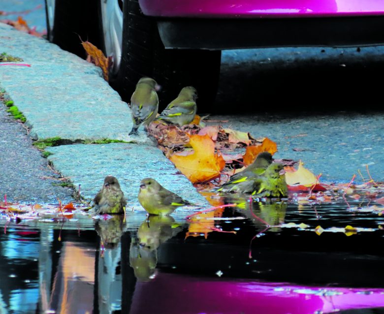 Viherpeipotkin kylpevät viileässä vedessä. Kuva Neitsytsaarentieltä 12.10. Terveisin Mirja Lehtonen