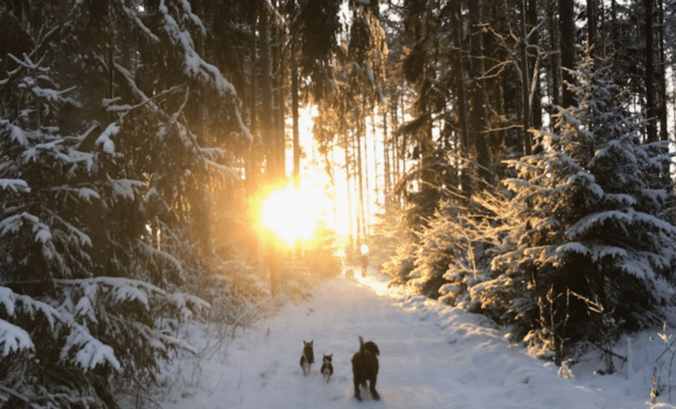 Näyttökuva 2022-11-16 kello 17.44.07