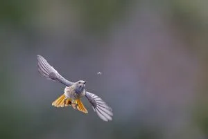 Markus Varesvuo voitti Moments in Nature -sarjan tällä leppälintu-kuvalla. Kuva on otettu syyskuussa 2022 Suomessa Utön saarella.
