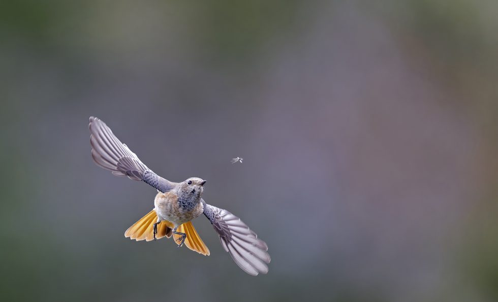 Markus Varesvuo voitti Moments in Nature -sarjan tällä leppälintu-kuvalla. Kuva on otettu syyskuussa 2022 Suomessa Utön saarella.