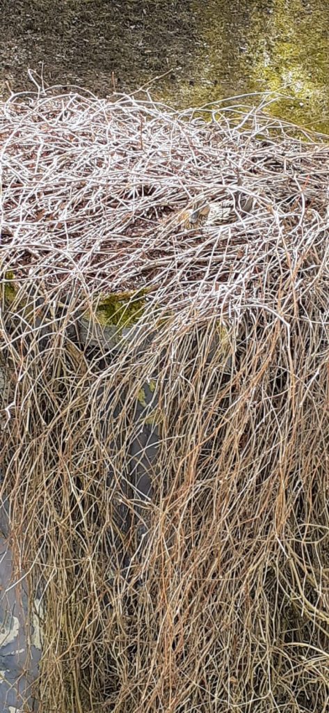 Hyvin piiloutunut Sylvi-sorsa hautomassa muuntamon päällä Vuosaaressa.Kuvaterveisin: Jyri-Pekka Ollila