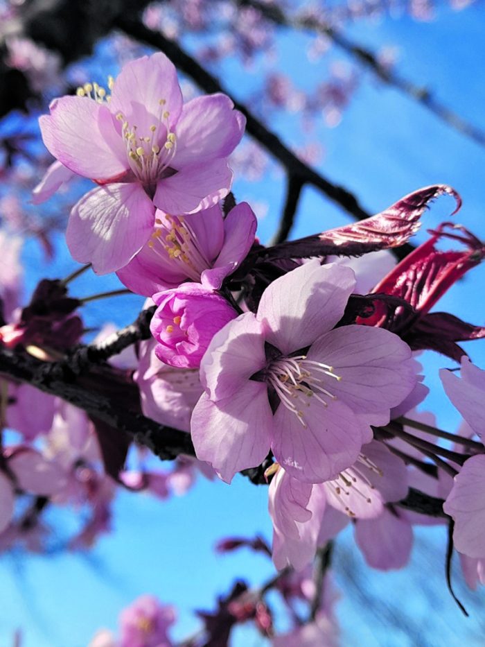 Kirsikankukat valloillaan. Kuva: Silja Jokinen, Aurinkolahti