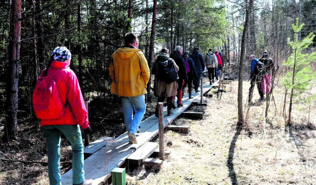 Uutelan herppipolulla kuljetaan myös pitkospuita pitkin.