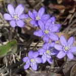 Sinivuokkoja