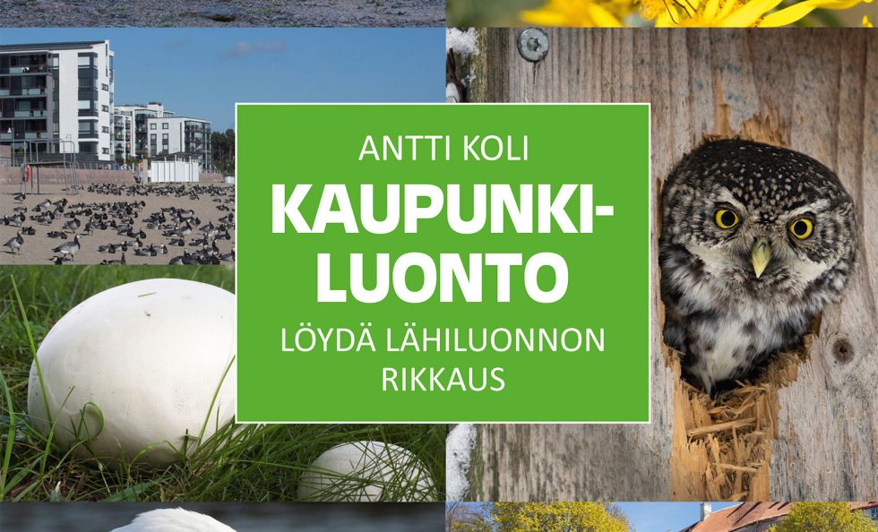 Antti Koli: Kaupunkiluonto. Löydä lähiluonnon rikkaus. Readme 2023.