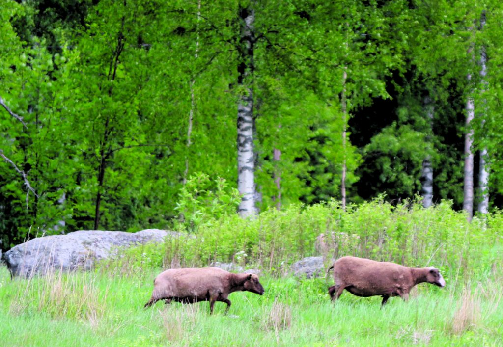 Nyt Voi nest OmaStadi ehdotuksia Vuosaari lehti