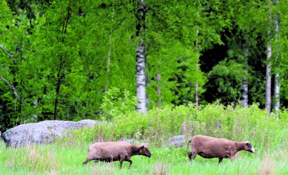 Lampaita laiduntamassa Skatan tilalla.