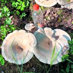 Valtavia sieniä