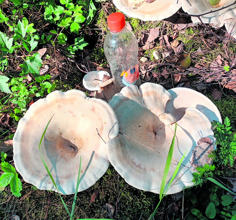 Ruusuniemen metsässä sataman lähellä kasvaa tällaisia paistinpannun kokoisia jättisieniä, olisivatko jättimalikoita?            ”Sienimies”