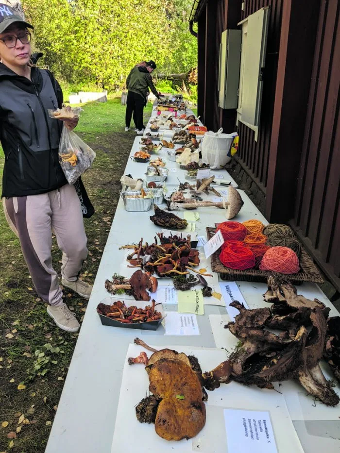 Sjökullan torpalla oli sunnuntaina 24.9. avoimet ovet ja muun muassa laaja sieninäyttely.