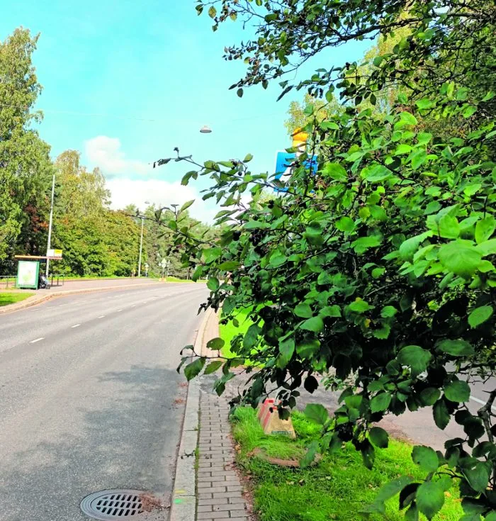 Kallvikintiellä Merikorttikujan rakennustyömaan kohdilla on huonosti näkyvä ja huonosti merkitty suojatie.