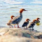 Palkittu Koskelot-valokuva