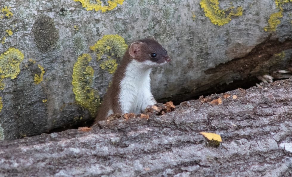 Lions Club Helsinki / Vuosaari järjesti valokuvauskilpailun, jonka aineena oli Vuosaaren fauna. Tasokkaassa kilpailussa palkittiin neljä kuvaajaa, joiden kuvista teetätettiin myös mukit. Mukeja on myytävänä Vuosaaren K-Supermarketissa. Kuvassa Toivo Toivasen palkittu otos ”Lumikko”.