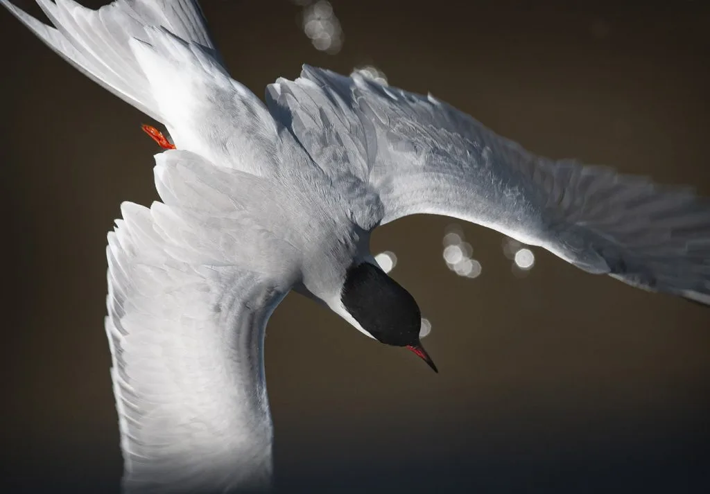 Antti Kolin valokuvanäyttely Tiiroja on nähtävillä Galleria Lill Kallvikissa 28.1. saakka.