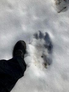 Ahman jälki oli kasvanut lumen sulaessa poikkeuksellisen suureksi, vieressä vertailun vuoksi koon 47 kenkä. Kuva: Lukija
