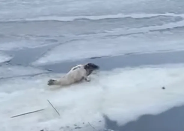 Kuutti pääsi omin avuin jäälautalle. Kuvankaappaus Tiia Konttisen videolta