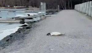 Kuutti ryömi hiekkatieltä merelle. Kuvankaappaus Tiia Konttisen videolta
