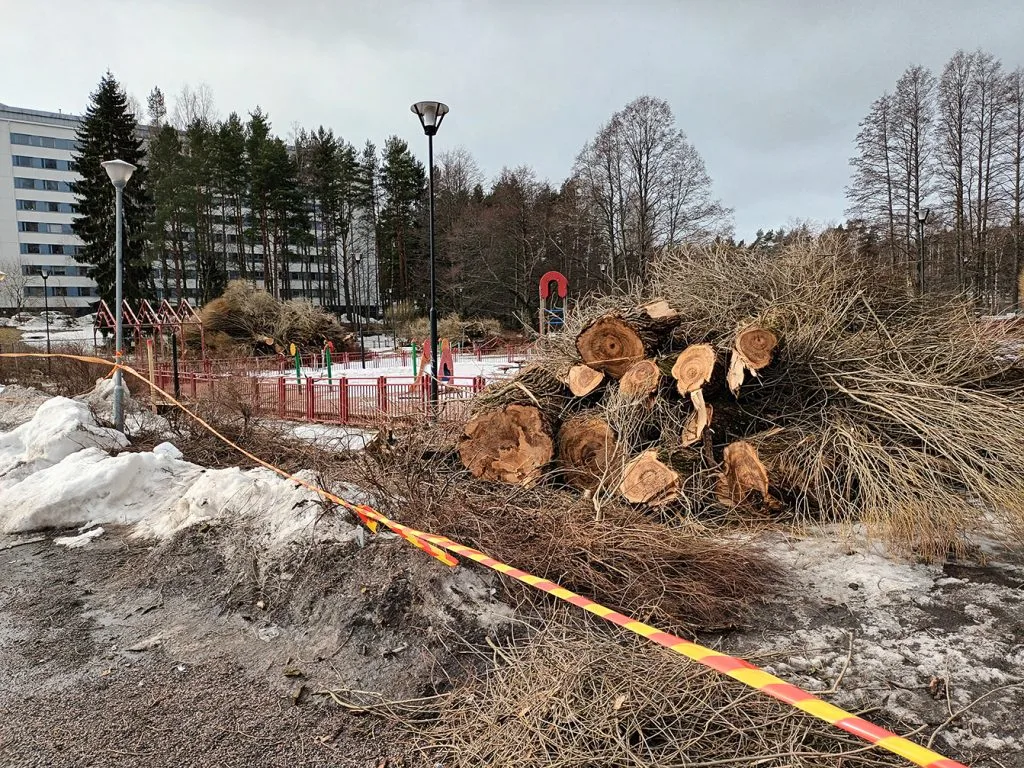 Ilveskorvenpuiston kaadettuja puita.