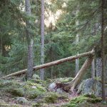 Viisi uutta luonnonsuojelualuetta Helsinkiin – osa Vuosaareen