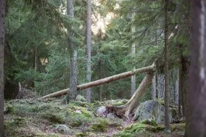 Yksi viidestä vuonna 2024 perustettavista luonnonsuojelualueista on Meri-Rastilan luonnonsuojelualue. Kuva: Raisa Ranta