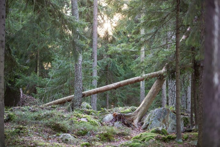Yksi viidestä vuonna 2024 perustettavista luonnonsuojelualueista on Meri-Rastilan luonnonsuojelualue. Kuva: Raisa Ranta