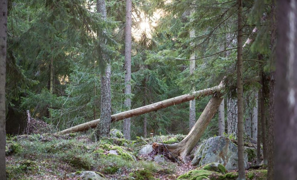 Yksi viidestä vuonna 2024 perustettavista luonnonsuojelualueista on Meri-Rastilan luonnonsuojelualue. Kuva: Raisa Ranta