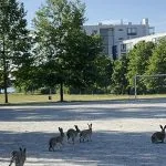 Jänisten juoksukisat