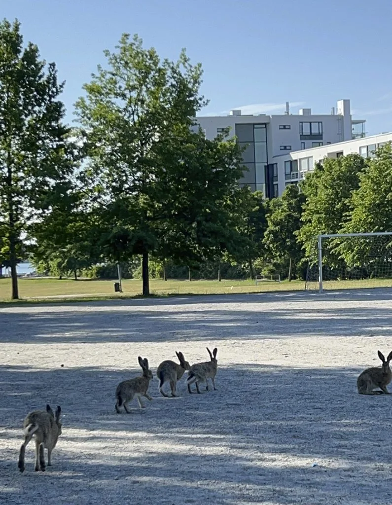 Peräkanaa puistossa Aurinkolahdessa 7.6. Kuva: Katja Karjalainen