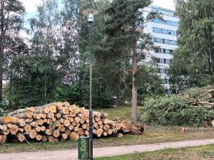 Kangaslampea kunnostetaan, mutta onko puiden kaataminen tässä laajuudessa tarpeen?