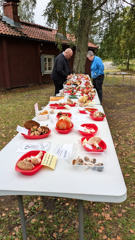 Vuosaari-Seura järjesti sunnuntaina 15.9. tukikohdassaan Sjökullan torpalla Harbonkadulla sieninäyttelyn. Näyttelyyn sai tuoda myös omia sieniä asiantuntijoiden tunnistettavaksi. Suomessa on noin 200 ruokasieneksi sopivaa sienilajiketta. Kuvassa vasemmalla sieniekspertti Marco Venäläinen. Kuva: Matti Pöhö