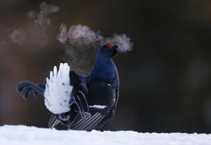 Markus Varesvuon Black Grouse -kuva koirasteerestä tuli parhaan muotokuvan sarjassa pronssille suuressa Bird Photographer of the Year -kisassa Kuva: Markus Varesvuo / Bird Photographer of the Year