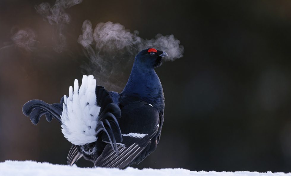 Markus Varesvuon Black Grouse -kuva koirasteerestä tuli parhaan muotokuvan sarjassa pronssille suuressa Bird Photographer of the Year -kisassa Kuva: Markus Varesvuo / Bird Photographer of the Year