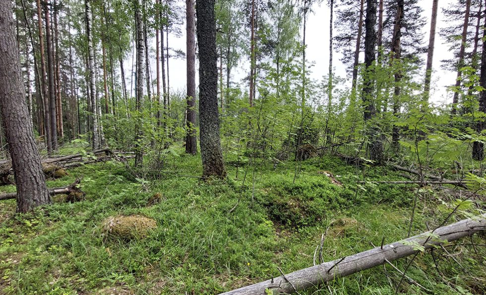 Porvarinlahden eteläranta on kasvistoltaan ja eläimistöltään arvokas metsä- ja ranta-alue. Kuva: Virpi Karén