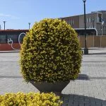 Kevät on keltainen