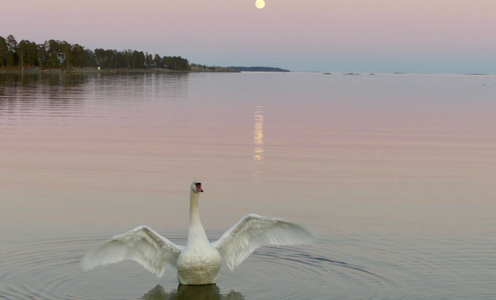 Äitienpäivän ilta ja täysikuu 11.5. Kuva: Katri Lehtonen